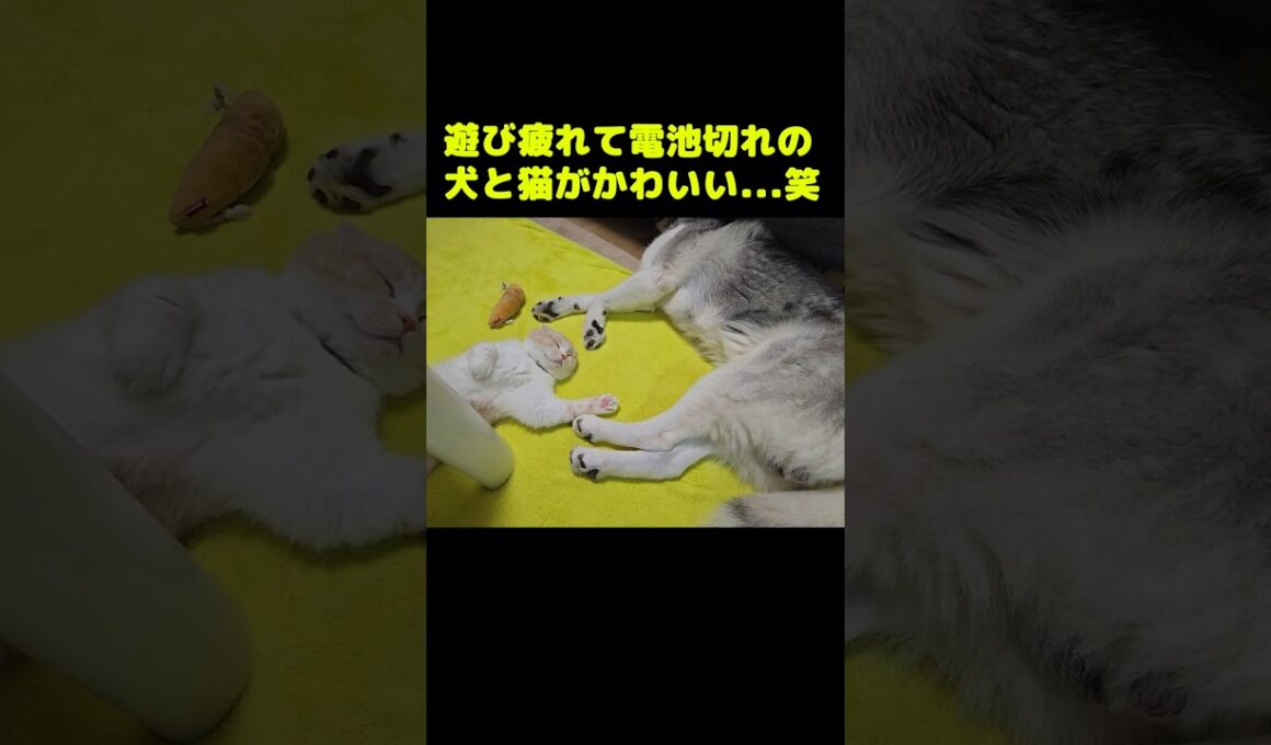 遊び疲れて電池切れになった犬と猫がかわいい...笑#shorts