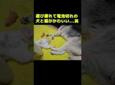 遊び疲れて電池切れになった犬と猫がかわいい...笑#shorts