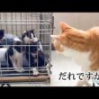 初めて先住猫を見た子猫たち