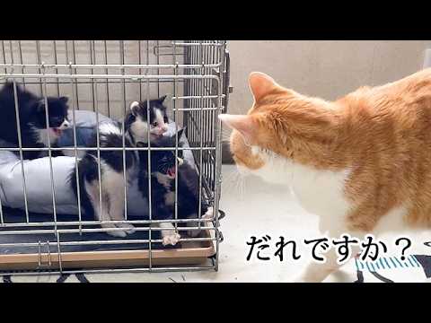 初めて先住猫を見た子猫たち
