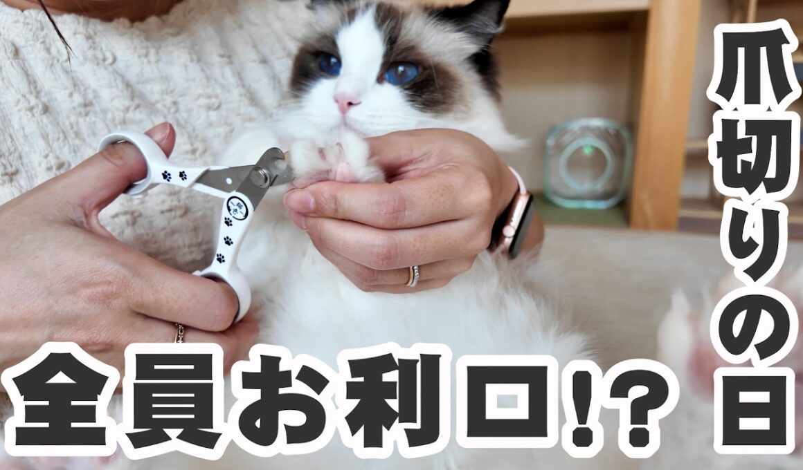 【ノーカット】ラグドール3兄弟の爪切りに挑戦！みんなお利口すぎた…！？