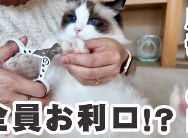 【ノーカット】ラグドール3兄弟の爪切りに挑戦！みんなお利口すぎた…！？