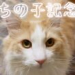 【7年‼︎】ノルウェージャンフォレストキャット、ルクのうちの子記念日🧡