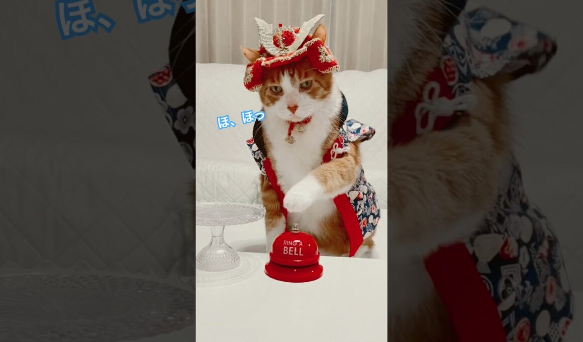 待ってろ今から本気出す俺はベルを叩きまくれるのか？ #cat #猫のいる暮らし
