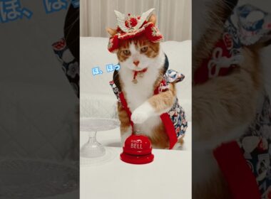 待ってろ今から本気出す俺はベルを叩きまくれるのか？ #cat #猫のいる暮らし