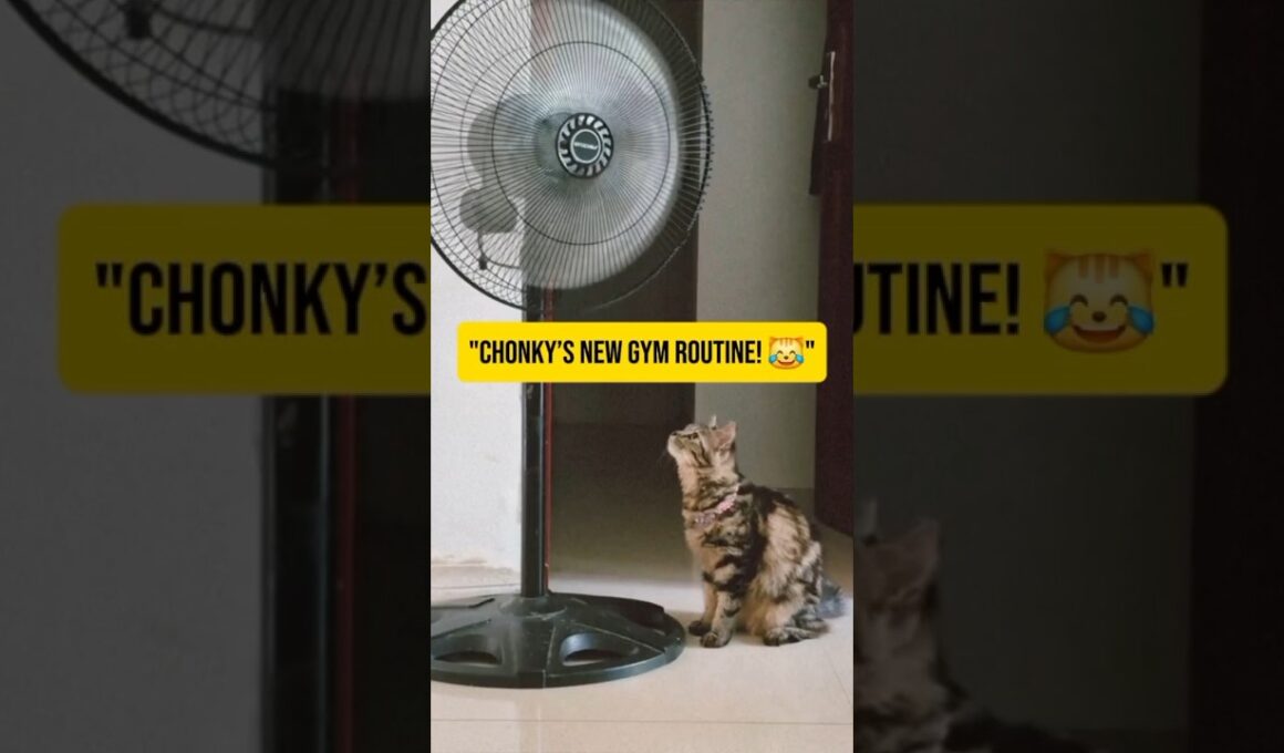 Chonky’s New Gym Routine! 😹 #cat #cutecat #kitten #funnycats #catshorts #mocicatstory