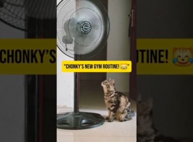 Chonky’s New Gym Routine! 😹 #cat #cutecat #kitten #funnycats #catshorts #mocicatstory