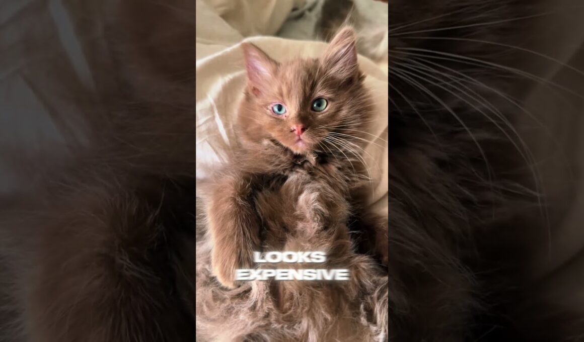 😂🐱💕 Havana Brown Cat  #catvideo #animallovers #kitten #catlovers #petlovers #funnycats #cute #pets