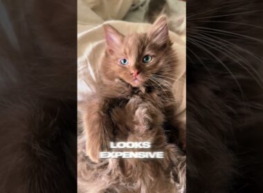 😂🐱💕 Havana Brown Cat  #catvideo #animallovers #kitten #catlovers #petlovers #funnycats #cute #pets