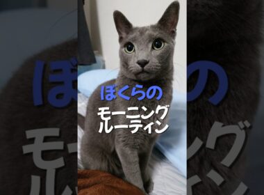 【ぼくらのモーニングルーティン】#猫 #かわいい#ロシアンブルー #ブリティッシュショートヘアー #ベンガル