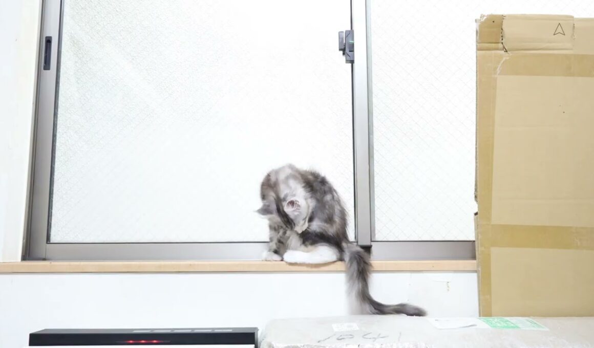 生後3ヶ月お茶目なメインクーン子猫の鈴菜ちゃん