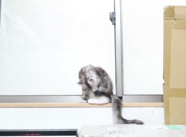 生後3ヶ月お茶目なメインクーン子猫の鈴菜ちゃん