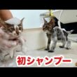 初めてお風呂に入れた保護子猫２匹がされるがまま…おとなしすぎて可愛さの限界を突破しました