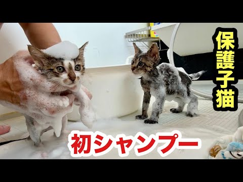 初めてお風呂に入れた保護子猫２匹がされるがまま…おとなしすぎて可愛さの限界を突破しました
