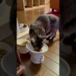 【交互に食べるグルメ猫】最初にパテをあげると少しだけ味わってカリカリを待ち、両方揃うと交互に食べ始めるの、グルメ過ぎんか！🤣#egyptianmaucat #shorts #エジプシャンマウ