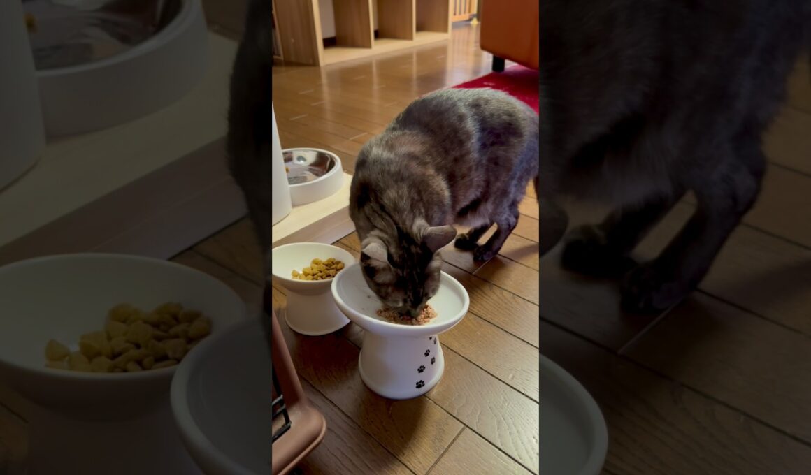 【交互に食べるグルメ猫】最初にパテをあげると少しだけ味わってカリカリを待ち、両方揃うと交互に食べ始めるの、グルメ過ぎんか！🤣#egyptianmaucat #shorts #エジプシャンマウ