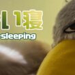 バーマン猫ガブ【添い寝】Co-sleeping（バーマン猫）Birman/Cat