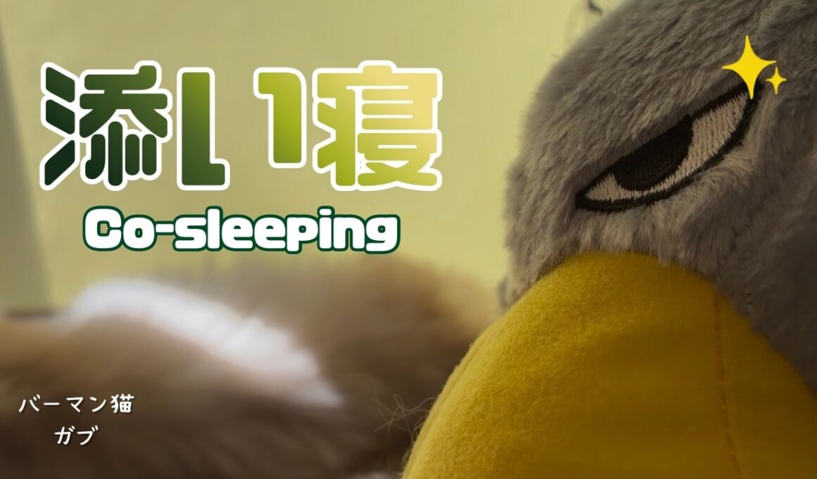 バーマン猫ガブ【添い寝】Co-sleeping（バーマン猫）Birman/Cat