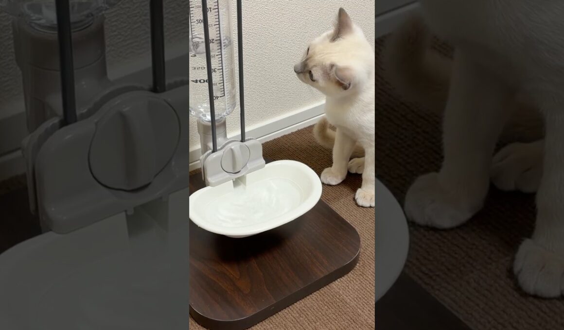 水質調査員なじねこ (Shorts ver.)