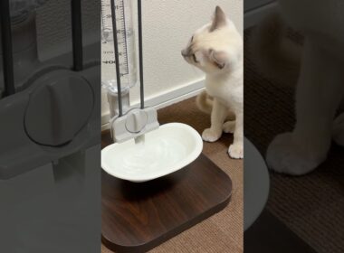 水質調査員なじねこ (Shorts ver.)