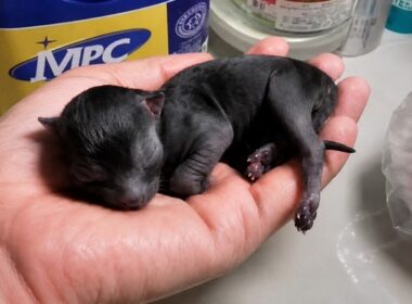 【保護猫】冷え切った未熟児の子猫を埋葬しようとした次の瞬間【感動する話】