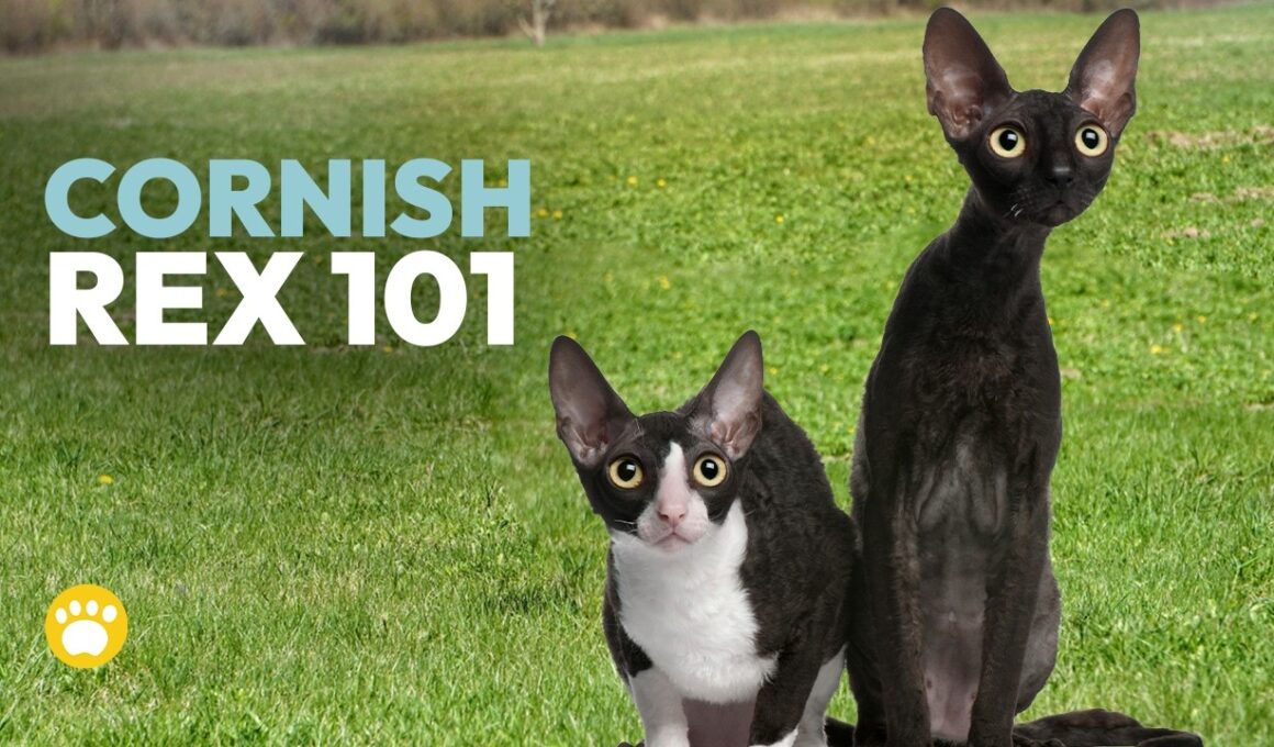 The Cornish Rex Explained: History, Care, and Quirks