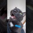 つられてクラッキングしてしまう飼い主