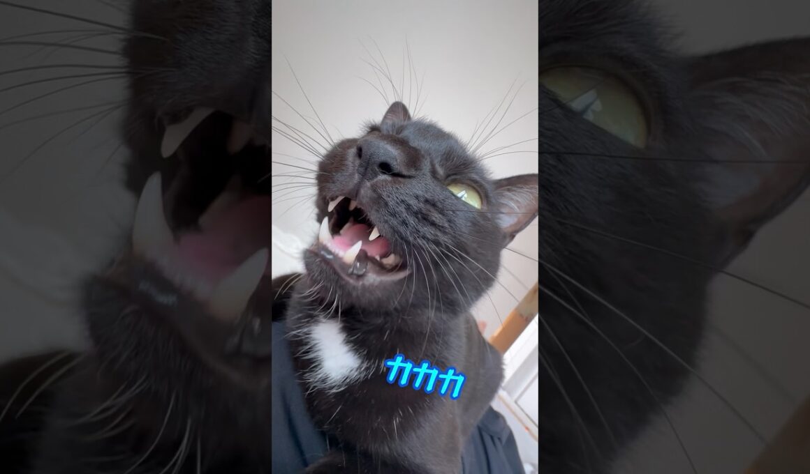 つられてクラッキングしてしまう飼い主