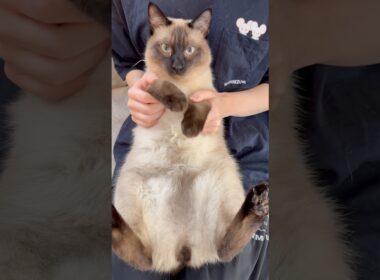 飼い主に全信頼を置いているにゃんこ#トンキニーズ