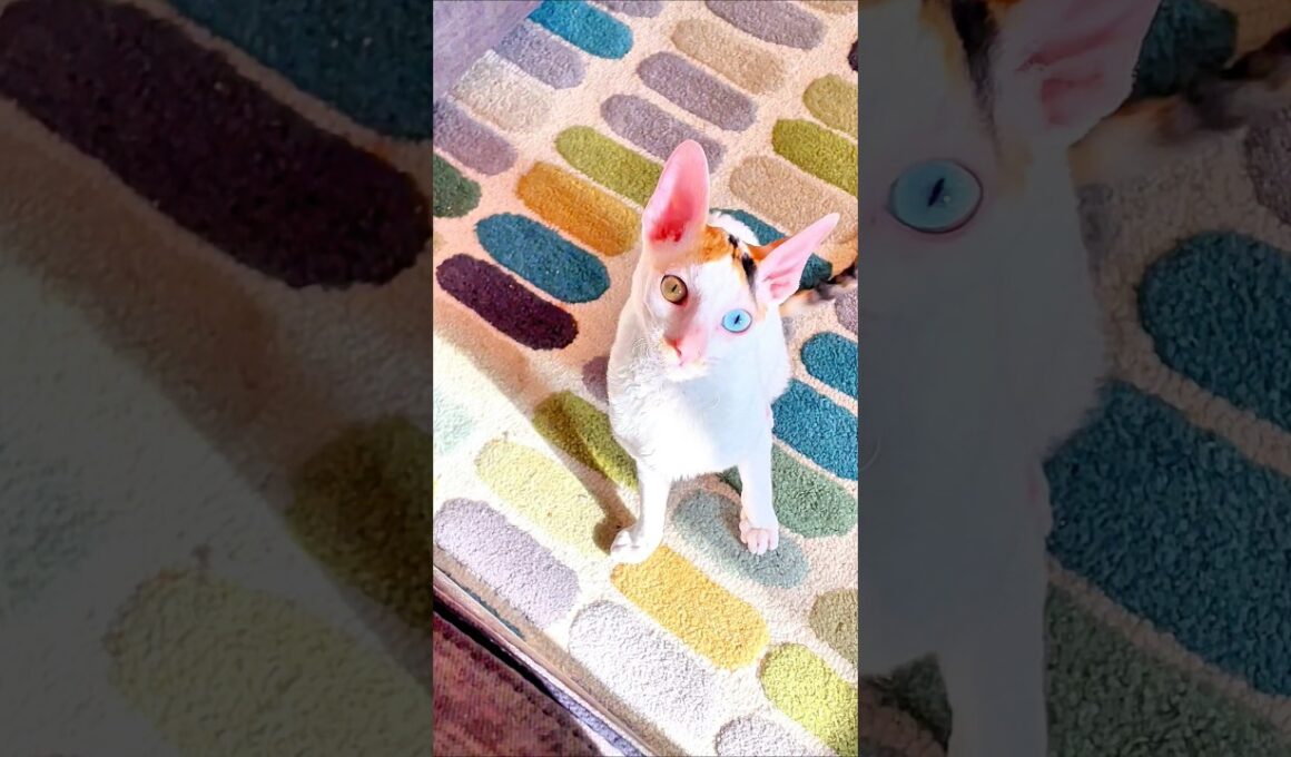 The Cat Who Thinks She's Your Doctor. #cornishrex #cat #catsofyoutube