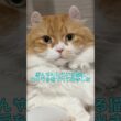 ぼんやりしている猫にカメラを近づけてみました #cat #猫のいる暮らし #アメリカンカール