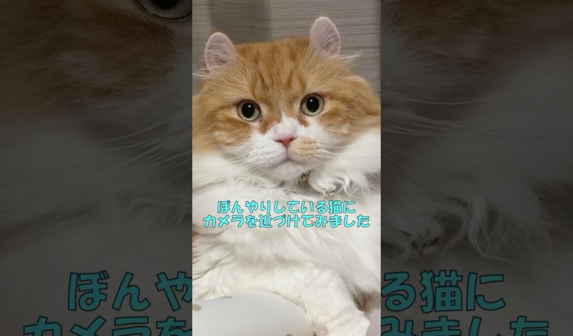 ぼんやりしている猫にカメラを近づけてみました #cat #猫のいる暮らし #アメリカンカール