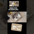 暑い日にわざわざカゴで寝る猫 #ノルウェージャンフォレストキャット