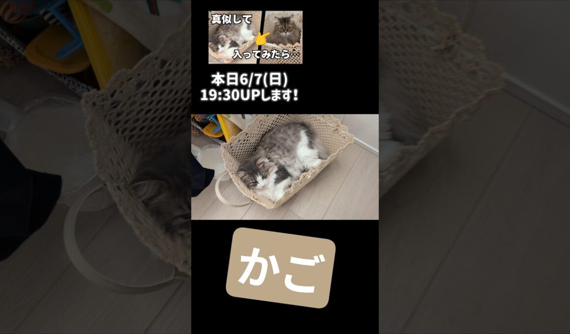 暑い日にわざわざカゴで寝る猫 #ノルウェージャンフォレストキャット