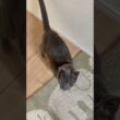 追い詰められた_20260602 #shorts #cat #ロシアンブルー #猫