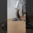 生後3ヶ月端正なメインクーン子猫の真奈ちゃん