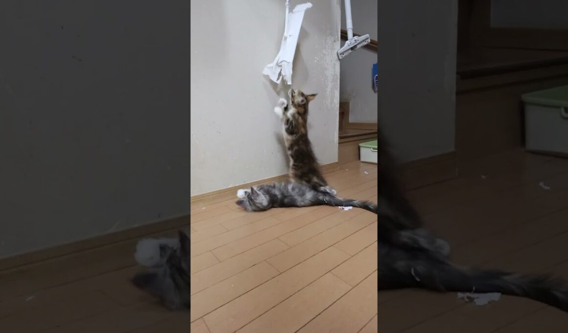 生後3ヶ月端正なメインクーン子猫の真奈ちゃん