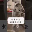 水道水を直接飲む猫🐈‍⬛🚰 #shorts #猫 #ねこ  #cat #ロシアンブルー #猫のいる暮らし #ネコ