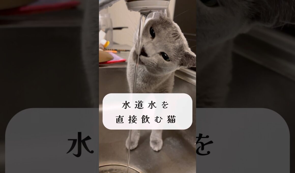 水道水を直接飲む猫🐈‍⬛🚰 #shorts #猫 #ねこ  #cat #ロシアンブルー #猫のいる暮らし #ネコ