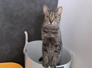 うんち時の姿勢が変わっている猫がこちら…【エジプシャンマウ】The posture of egyptianmau(cat) pooping is very strange.