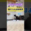 20260607メインクーンだけの【猫カフェの出勤風景】#cat #cooncat #mainecat #もふもふ