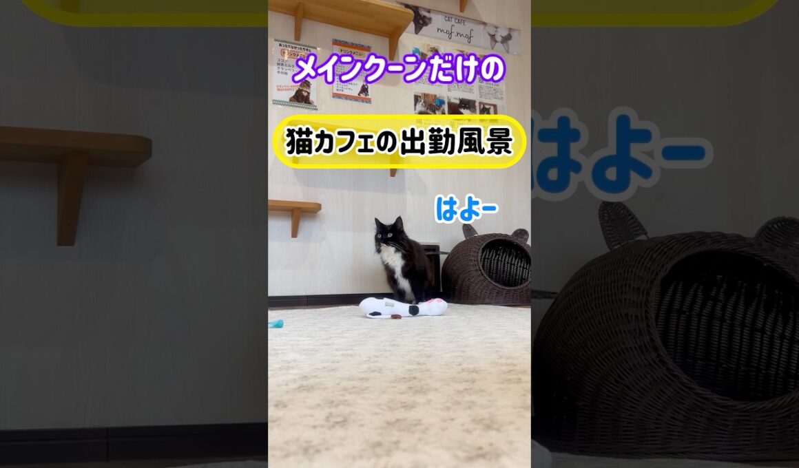 20260607メインクーンだけの【猫カフェの出勤風景】#cat #cooncat #mainecat #もふもふ