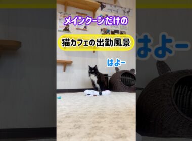 20260607メインクーンだけの【猫カフェの出勤風景】#cat #cooncat #mainecat #もふもふ