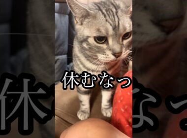 休むなっ 猫 グルーミング cat アメリカンショートヘア たろう