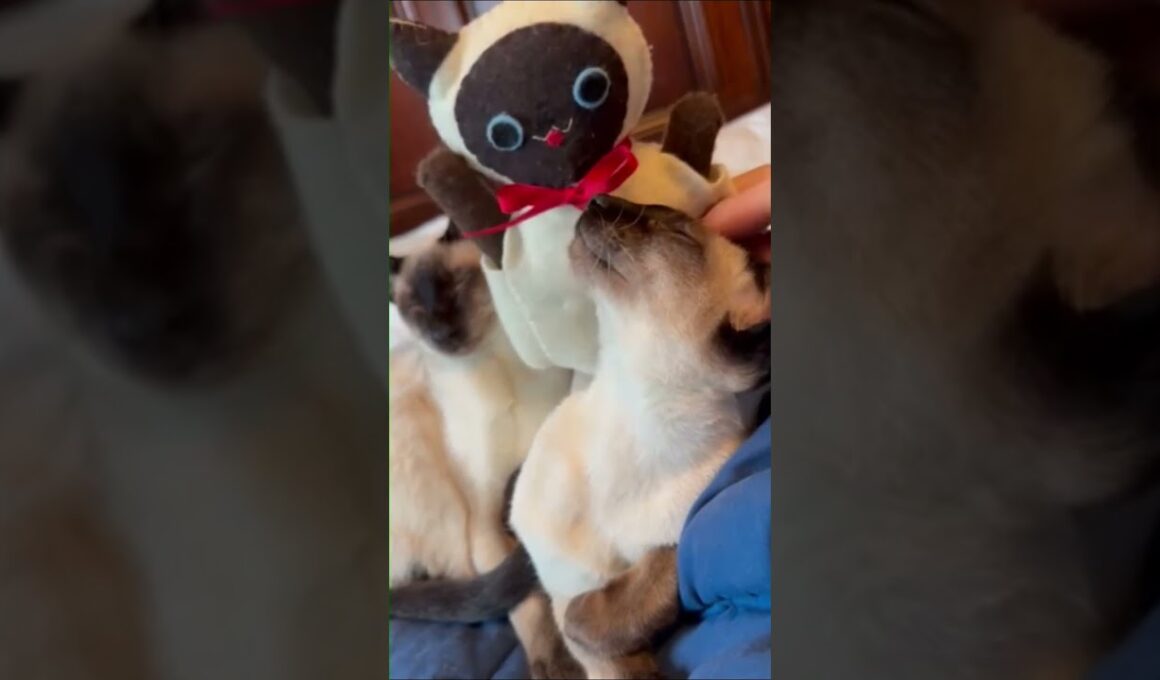Beautiful Pure Siamese Cats  純血シャム猫美しい #cat #しゃむねこ