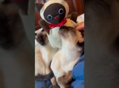 Beautiful Pure Siamese Cats  純血シャム猫美しい #cat #しゃむねこ