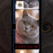 この いきもの がやばい 【シャルトリュー】 かわいいと思ったらチャンネル登録お願いします✨ #bigmoon #ショート #shorts #動物 #かわいい #癒し