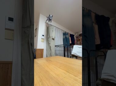 猫アレルギーと新しい仔猫の生活294日目『着地』#shorts #ロシアンブルー #猫