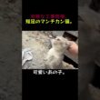 工事現場に捨てられた短足のマンチカン…。この子、飼ってもいいですか…？