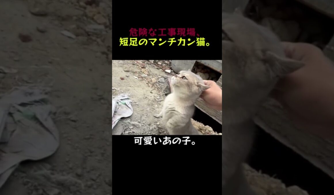 工事現場に捨てられた短足のマンチカン…。この子、飼ってもいいですか…？